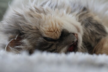 calico and white cat outdoors with green plants garden fur longhair