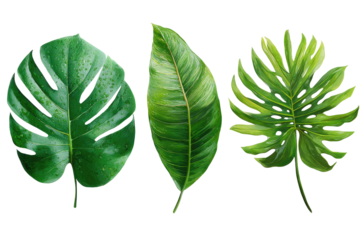 Three vibrant tropical leaves in varying shapes