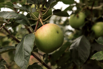 Close up shot of a diseased apple tree with an unripe fruit.