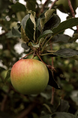 Ripe apples on an apple trees during pick apples harvest time in an Apple orchard. Rich harvest of fruits in the garden.
