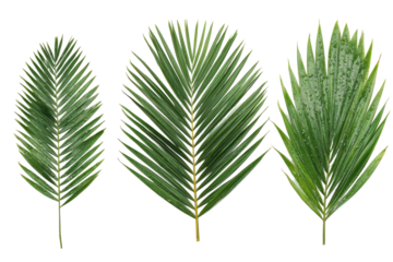 Three palm fronds in varying shapes, isolated against a black background.  Each frond displays a vibrant green color and a distinct pattern of  parallel,  narrow leaflets