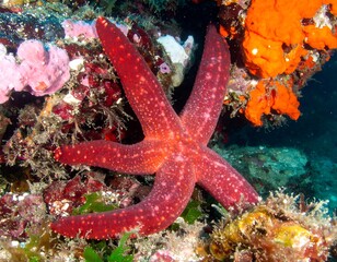 Red starfish in a vibrant underwater scene