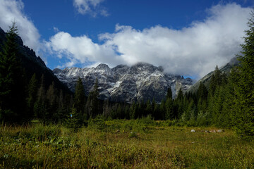Fototapeta premium Alpine meadow with green grass and evergreen forest in front of snowy mountain peaks under bright sky with drifting clouds.