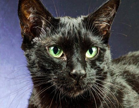 Close-up of a black cat with striking green eyes - Powered by Adobe