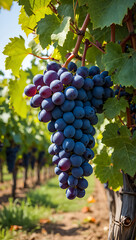 A ripe bunch of deep purple grapes hanging from a vine in a vineyard, with rows of grapevines stretching into the background under a clear blue sky