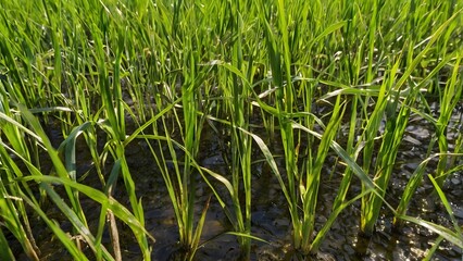 Fototapeta premium Close-Up of Green Rice Seedlings Growing in Water Paddy Agricultural Field