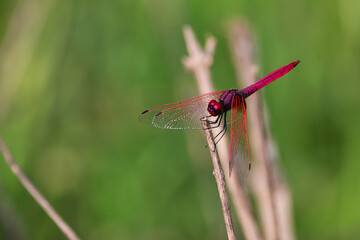 Gourmet Hunter, Kingfisher's Exquisite Fish Feast in Stunning Stock Footage