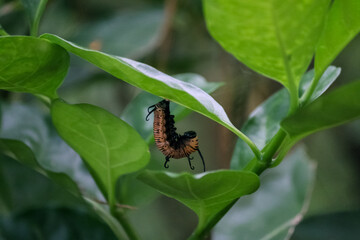 Gourmet Hunter, Kingfisher's Exquisite Fish Feast in Stunning Stock Footage