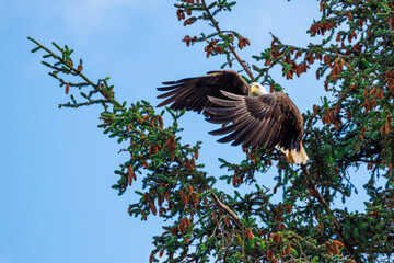 Bald eagle taking flight off of Cedar Tree