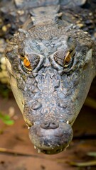 Close-up of a crocodile's fierce gaze in nature