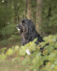Black dog profile portrait with greenery in background