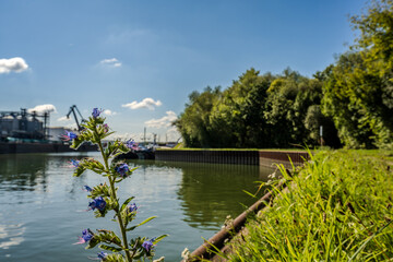 Bunte Blüten am Ufer eines ruhigen Gewässers mit Industrie im Hintergrund an einem sonnigen Tag