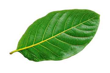 Obraz premium Close-up of a vibrant green leaf (3)