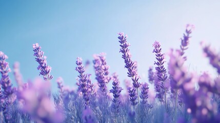 Fototapeta premium Lavender blooms under a clear blue sky.
