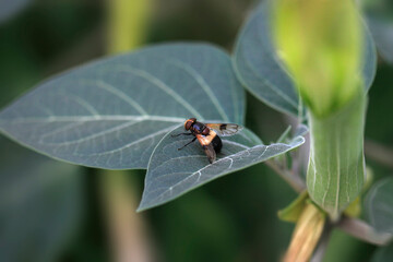 Brown fly sitting on leaf