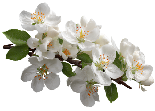  white apple blossom branch, png transparent background, png file on white background 