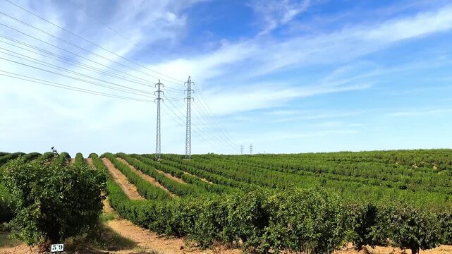 Campo de frutales explotaci&oacute;n agr&iacute;cola 