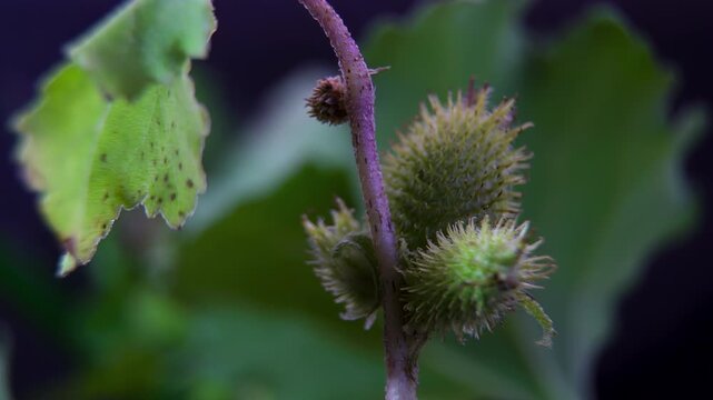 Spiky Cocklebur fruit (Xanthium strumarium) on a dark background: spiky weed texture