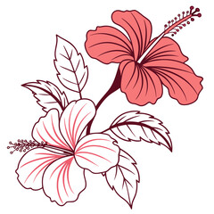  Tropical hibiscus flower, simple line art coloring style