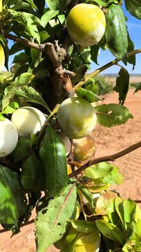 Ciruela en el &aacute;rbol 
