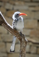 Northern red-billed hornbill