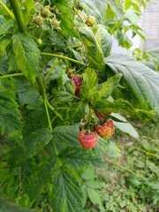 Raspberry berries growing on a bush among green leaves in a garden, macro photography, copy space