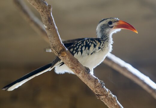 Northern red-billed hornbill