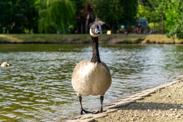 Canada goose standing on lake shore with background of water and greenery. Natural wildlife scene, wild water bird, nature, birdwatching, outdoor photography, animal habitat.