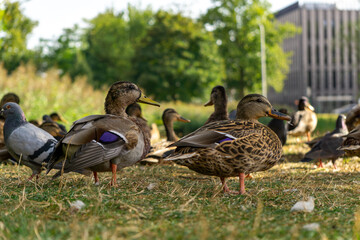 Group of mallard ducks resting on grass in shade of trees, with pigeons nearby. Urban nature scene, water birds, fauna, birdwatching, wildlife.