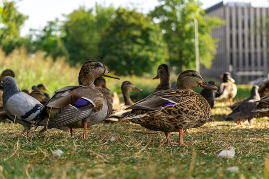 Group of mallard ducks resting on grass in shade of trees, with pigeons nearby. Urban nature scene, water birds, fauna, birdwatching, wildlife. - Powered by Adobe
