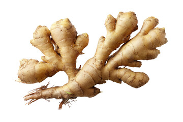 Close-up of a fresh ginger root, light beige-brown, showing knobby, branching rhizomes