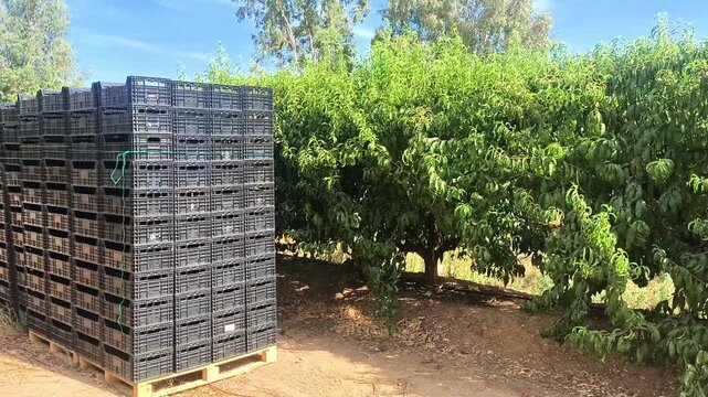 Recolectado de frutas