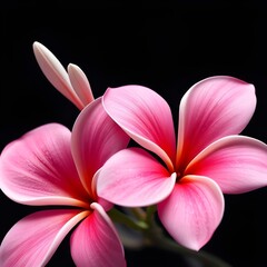 Frangipani blossoms on black background.