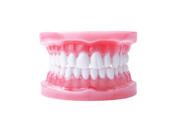 Obraz premium Model of a complete human set of teeth