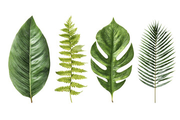 Four diverse tropical leaves in a horizontal arrangement