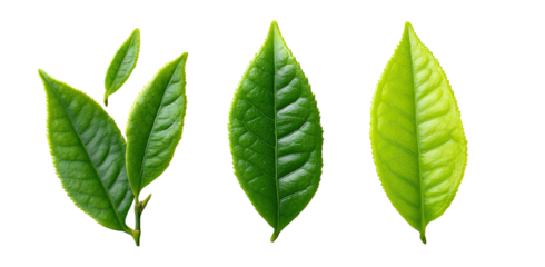 Three vibrant green tea leaves, isolated against a black background.  Each leaf exhibits distinct veining and a slightly different shape.  The leaves appear healthy and fresh