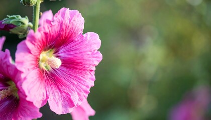 Close-up of vibrant pink hollyhock flowers blooming