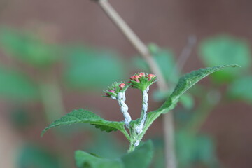  white mealy bugs infesting lantana plant
