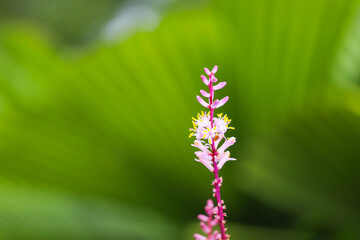 Beautiful Tropical Pink Flower Blooming in Nature