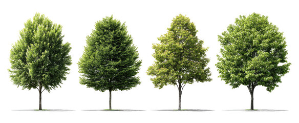 Fototapeta premium Four trees of varying heights and fullness