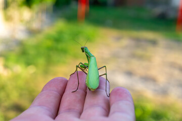 person holds a green praying mantis on their hand, insect resting calmly, blurred background with vegetation, representation of wildlife and nature.