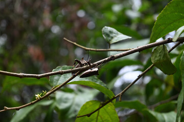 Two giant leaf footed bugs are sitting on a Lovi lovi twig stem