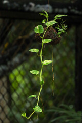 Green Hanging Pothos Plant with Fresh Leaves