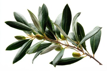 A close-up, detailed view of an olive branch with vibrant green leaves and small, fresh olives.