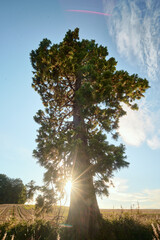 Sun shining through a large Western Red Cedar tree in the Falkirk area, Scotland