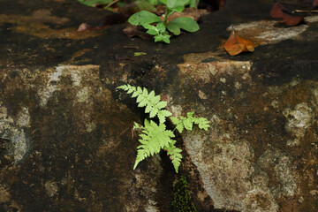 Small Green Fern Growing on Natural Stone Surface Outdoors