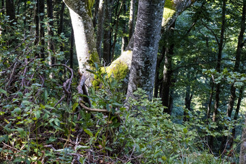 Weissenstein, Solothurn, Switzerland, September 2025