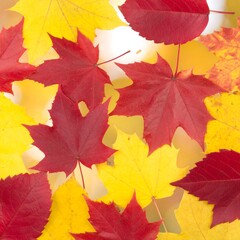 Fototapeta premium Colorful autumn leaves scattered on a bright background