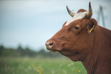 Cow