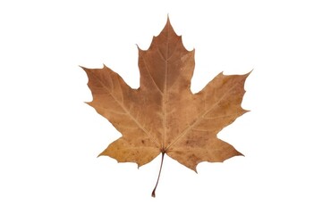 Fototapeta premium Maple leaf plant tree white background.